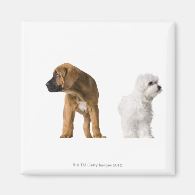 Aimant Deux Chiens (Devant)