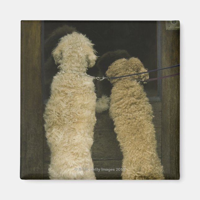 Aimant Deux chiens regardant par la fenêtre de la porte,  (Devant)