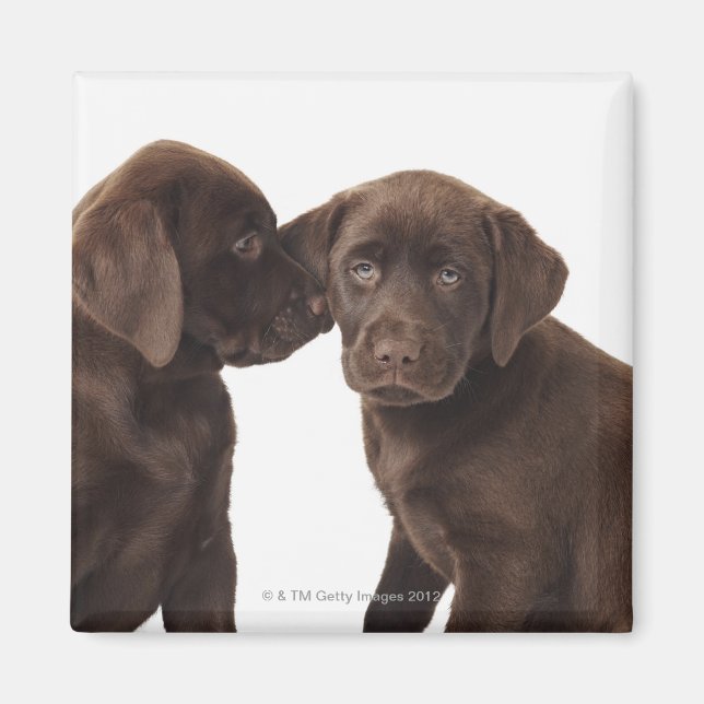Aimant Deux chiots au chocolat Labrador Retriever (Devant)
