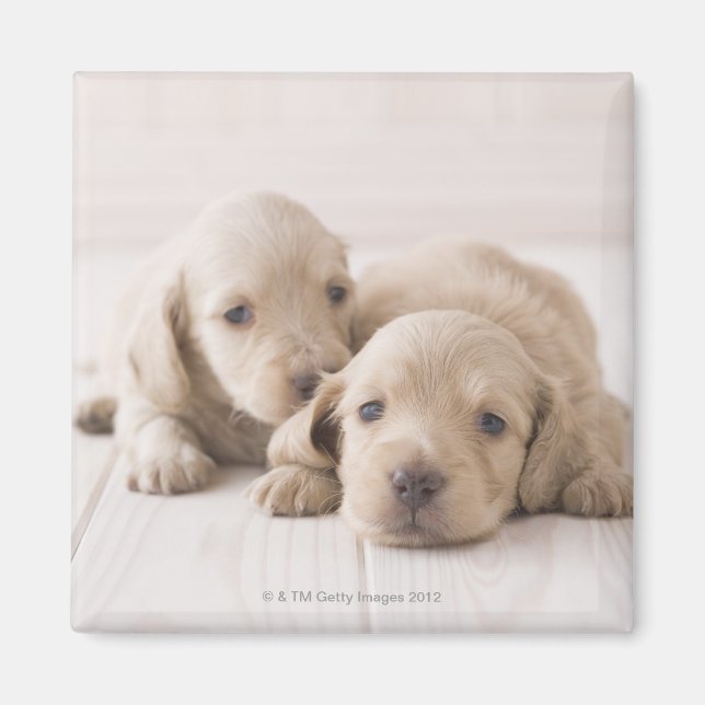 Aimant Deux Dachshund miniature (Devant)