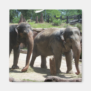 Aimant Deux éléphants