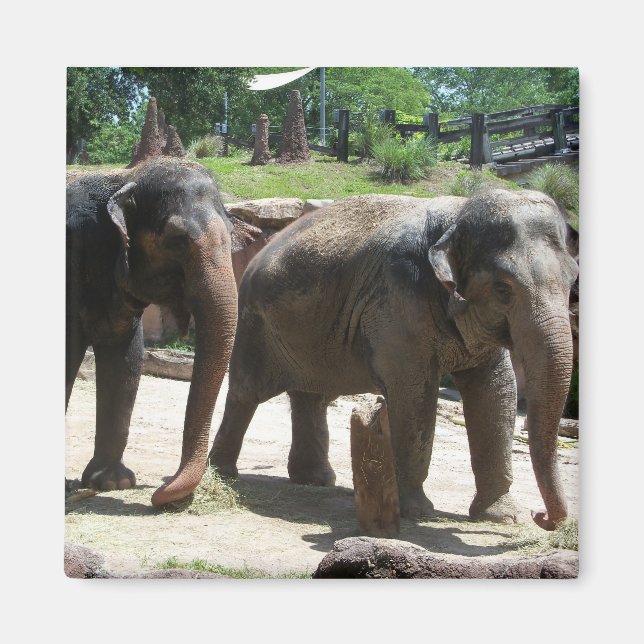 Aimant Deux éléphants (Devant)