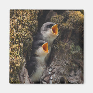 Aimant Deux hirondelles d'arbre de bébé