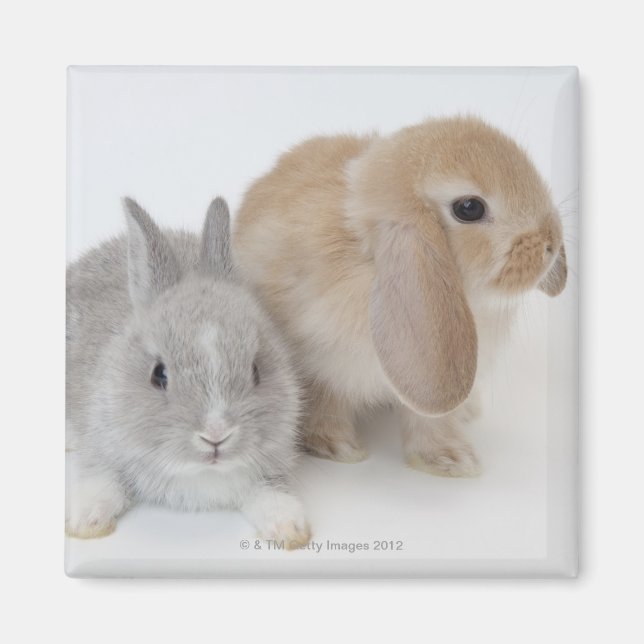 Aimant Deux lapins.Netherland Nwarf et Holland Lop. (Devant)