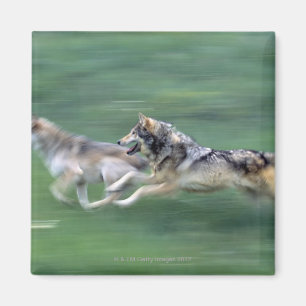 Aimant Deux loups dans le pré de montagne