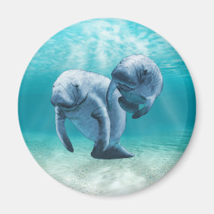 Aimant Deux Manatees