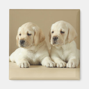 Aimant Deux Marionnettes Golden Labrador