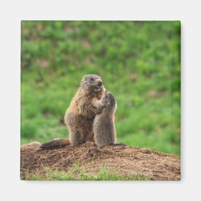 Aimant Deux marmottes (Devant)