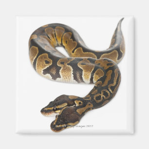 Aimant Deux ont dirigé le python royal ou le python de