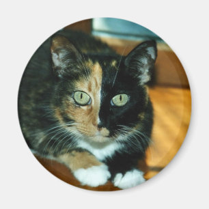 Aimant Deux ont fait face au chat