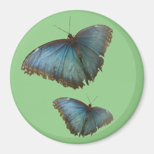 Aimant Deux Papillons Bleus Morpho Cust. Magnat couleur B