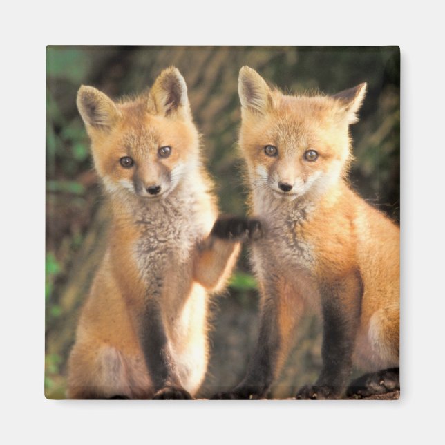 Aimant Deux renardeaux rouges devant leur tanière (Devant)