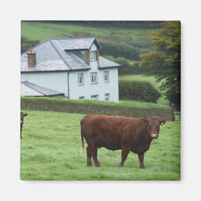 Aimant Devon, Angleterre (Devant)
