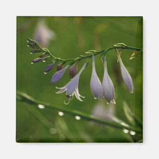 Aimant Dew Baisse sur une fleur d'hosta