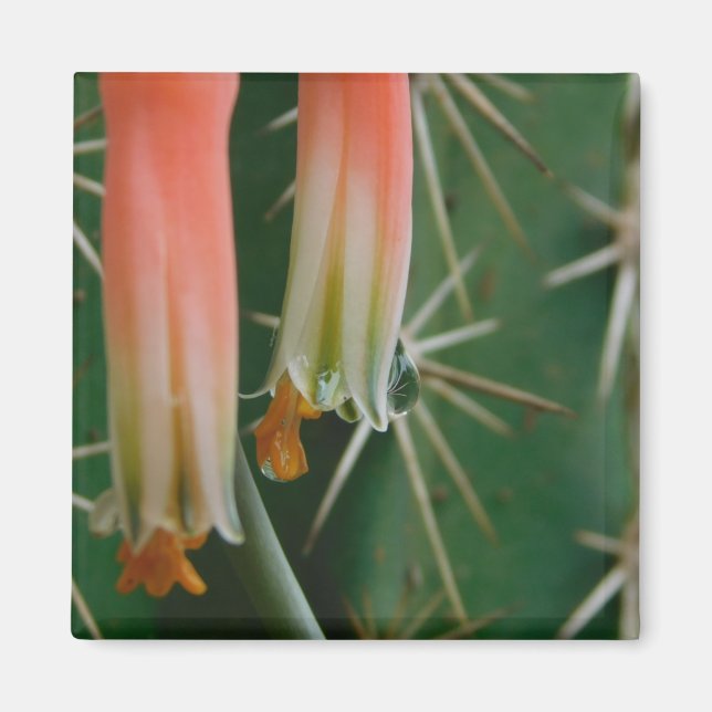 Aimant Dew sur Aloe Bloom (Devant)