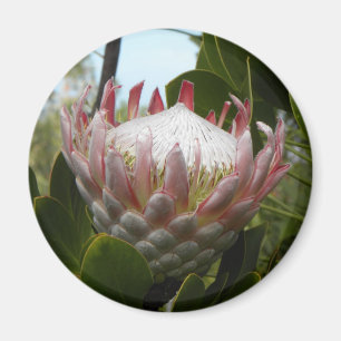 Aimant d'Hawaï de fleur de Protea