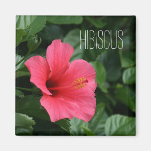 Aimant d'Hibiscus rose