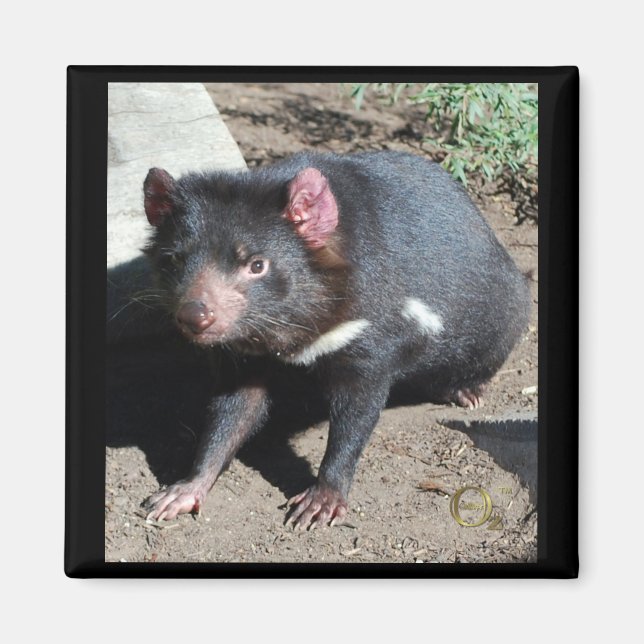Aimant diable de Tasmanie (Devant)