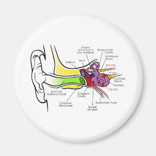 Aimant Diagramme de l'oreille humaine avec Cartographie d