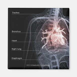 Aimant Diagramme du système respiratoire et du coeur