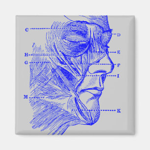 Aimant Diagramme du visage