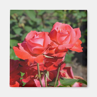 Aimant d'impression rose roses