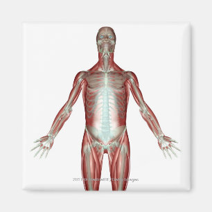 Aimant Disposition de tous les muscles au corps humain