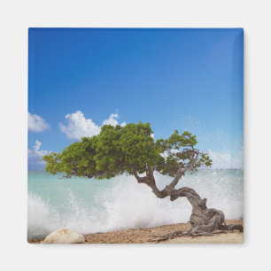 Aimant Divi Divi Tree, Eagle Beach, Aruba, Caraïbes