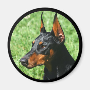aimant doberman pinscher