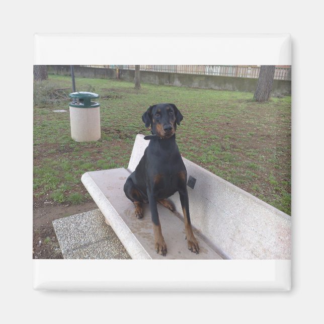 Aimant doberman pinting (Devant)