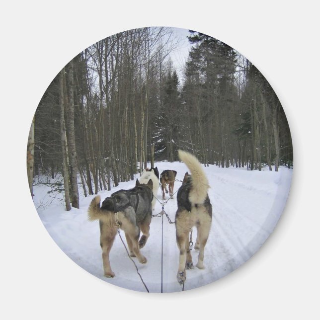 Aimant Dog Sledding à Québec, Canada (Devant)