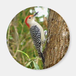 Aimant d'oiseau de pivert gonflé par rouge