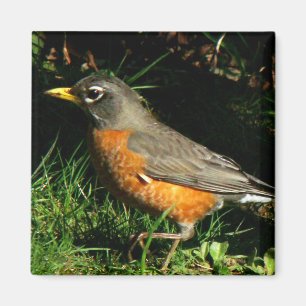 Aimant d'oiseau de rouge-gorge