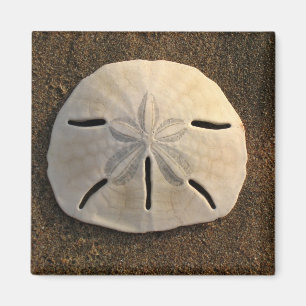 Aimant Dollar De Sable (Couleur)
