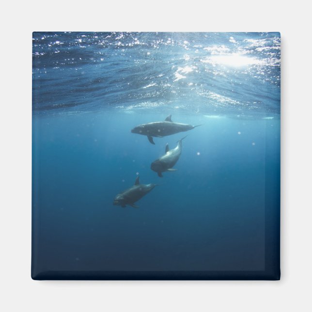 Aimant Dolphin Family (Devant)