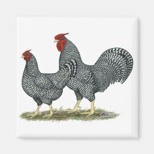 Aimant Dominique Chickens