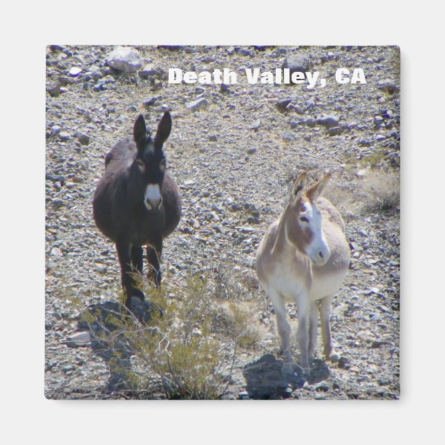Aimant Donkey de la vallée de la Mort ! (Devant)
