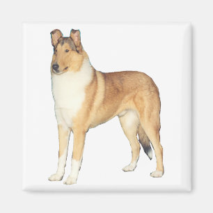 Aimant Dons Smooth Collie