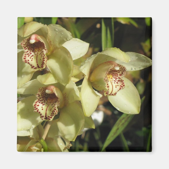 Aimant d'orchidées de cymbidium (Devant)
