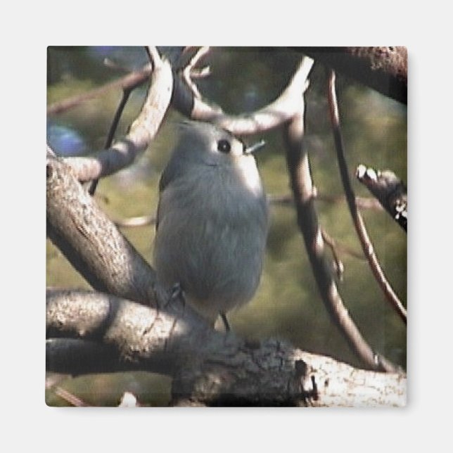 Aimant dossier zazz 1 012 (Devant)