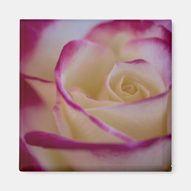 Aimant Double délice Rose magnétique (Devant)