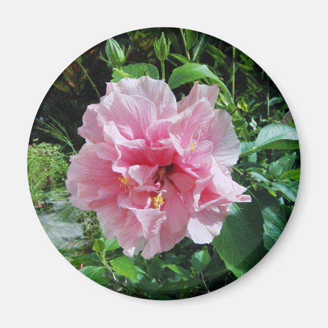 Aimant double Hibiscus rose (Devant)