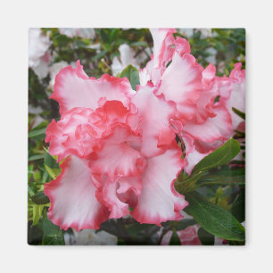 Aimant Double rouge et blanc Azaleas printemps floral