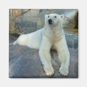 Aimant d'ours blanc