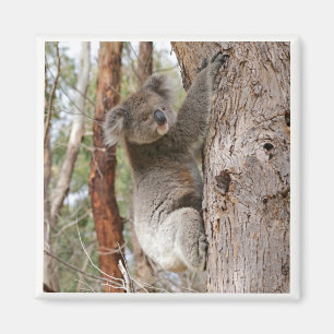 Aimant d'ours de koala