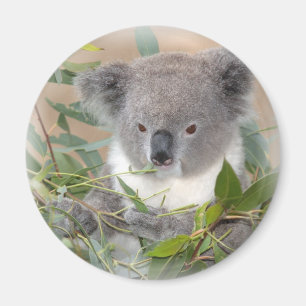 Aimant d'ours de koala
