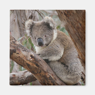 Aimant d'ours de koala