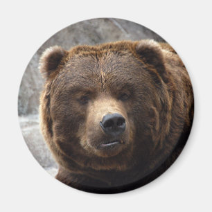 Aimant d'ours grizzli