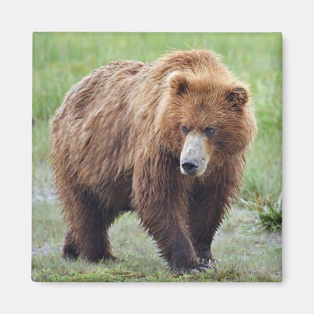 Aimant D'OURS GRIZZLY (Devant)