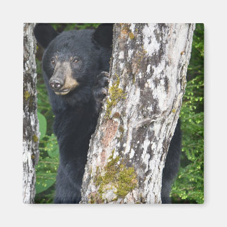 Aimant d'ours noir